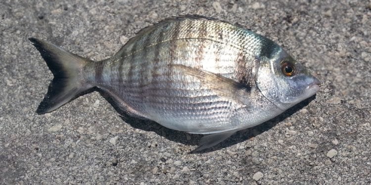 Un pesce grigio argentato con strisce orizzontali scure giace su una superficie grigia ruvida e strutturata. Il pesce ha una pinna dorsale distinta e le sue squame riflettono la luce. Questo pesce è un Sarago