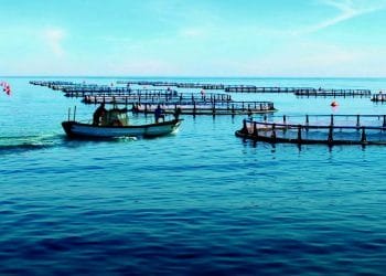 Un piccolo motoscafo naviga attraverso un grande sito di acquacoltura con numerosi recinti di piscicoltura che galleggiano sulle calme acque blu. I recinti sono disposti secondo schemi a griglia e si estendono fino all'orizzonte sotto un cielo limpido.