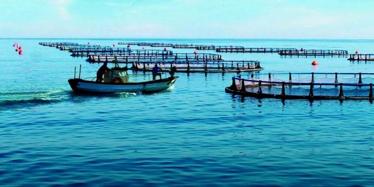 Un piccolo motoscafo naviga attraverso un grande sito di acquacoltura con numerosi recinti di piscicoltura che galleggiano sulle calme acque blu. I recinti sono disposti secondo schemi a griglia e si estendono fino all'orizzonte sotto un cielo limpido.