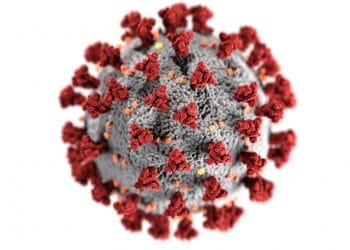 Un'illustrazione 3D ravvicinata del virus COVID-19. Il virus sferico è raffigurato con una superficie grigia ricoperta da numerose proteine spike rosse e alcune proteine più piccole arancioni. Lo sfondo è bianco.