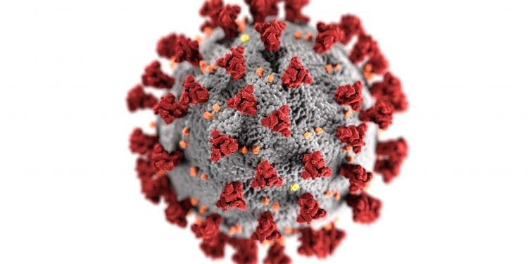Un'illustrazione 3D ravvicinata del virus COVID-19. Il virus sferico è raffigurato con una superficie grigia ricoperta da numerose proteine spike rosse e alcune proteine più piccole arancioni. Lo sfondo è bianco.