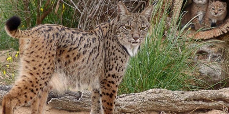 Una lince pardina dal mantello maculato campeggia in primo piano in una zona sabbiosa con arbusti erbosi. In un tronco cavo sullo sfondo, fanno capolino due gattini di lince. La scena sembra svolgersi in un habitat naturale.
