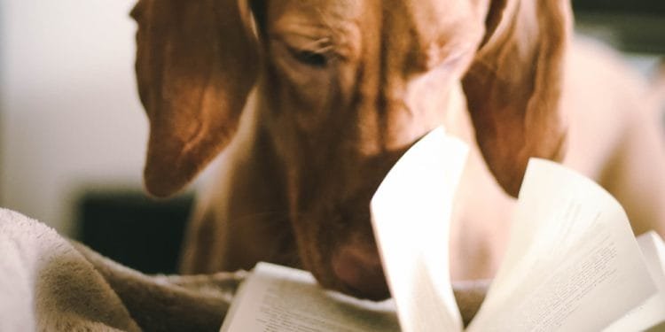 Un cane marrone con orecchie lunghe e flosce guarda attentamente un libro aperto. Le pagine del libro sono leggermente girate come se girassero. Lo sfondo è leggermente sfocato, focalizzando l'attenzione sul cane e sul libro.