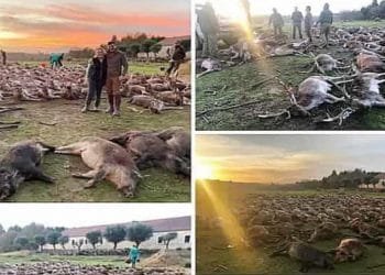 Un collage che mostra un gran numero di cervi e cinghiali morti a terra in un campo. In alcune immagini si vedono persone in piedi o che camminano tra gli animali. Il sole tramonta sullo sfondo, proiettando una luce calda sulla scena.