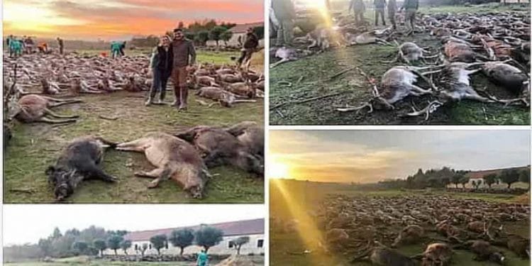 Un collage che mostra un gran numero di cervi e cinghiali morti a terra in un campo. In alcune immagini si vedono persone in piedi o che camminano tra gli animali. Il sole tramonta sullo sfondo, proiettando una luce calda sulla scena.