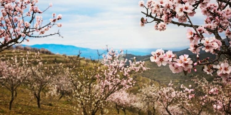 Una vista panoramica di un frutteto di mandorli in fiore, o "mandorli in fiore", con alberi che mostrano vivaci fiori rosa e bianchi. Il frutteto è situato su dolci colline, con uno sfondo di montagne ondulate sotto un cielo parzialmente nuvoloso. Il paesaggio emana un'atmosfera serena e pittoresca.