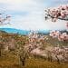 Una vista panoramica di un frutteto di mandorli in fiore, o "mandorli in fiore", con alberi che mostrano vivaci fiori rosa e bianchi. Il frutteto è situato su dolci colline, con uno sfondo di montagne ondulate sotto un cielo parzialmente nuvoloso. Il paesaggio emana un'atmosfera serena e pittoresca.
