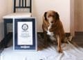 Un cane marrone e bianco, il cane più vecchio del mondo, siede alla destra di un certificato incorniciato appoggiato a una sedia. Il certificato proviene dal Guinness World Records e il cane sembra essere seduto su una coperta grigia su un pavimento piastrellato.