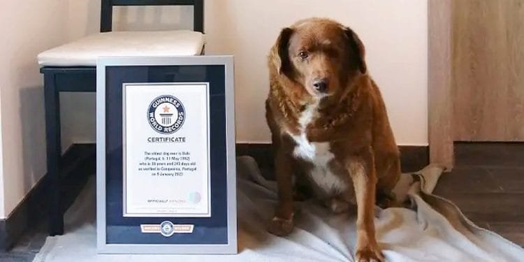Un cane marrone e bianco, il cane più vecchio del mondo, siede alla destra di un certificato incorniciato appoggiato a una sedia. Il certificato proviene dal Guinness World Records e il cane sembra essere seduto su una coperta grigia su un pavimento piastrellato.
