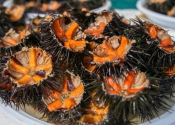 Una vista ravvicinata di diversi ricci di mare, aperti per rivelare le uova di colore arancione brillante all'interno. Le spine scure dei ricci di mare e il vivido colore interno creano un sorprendente contrasto e sono disposti su un piatto bianco, perfetto per il Festival Internazionale Riccio Mare.