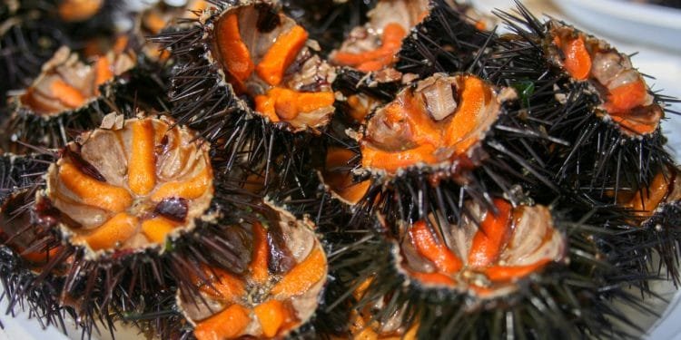 Una vista ravvicinata di diversi ricci di mare, aperti per rivelare le uova di colore arancione brillante all'interno. Le spine scure dei ricci di mare e il vivido colore interno creano un sorprendente contrasto e sono disposti su un piatto bianco, perfetto per il Festival Internazionale Riccio Mare.