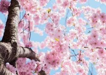 Vista ravvicinata di vivaci fiori di ciliegio rosa completamente fioriti contro un cielo azzurro. I rami sono densamente ricoperti di fiori delicati, creando una scena pittoresca e serena che fa meravigliare: "Quando inizia primavera?" La corteccia dell'albero è visibile in primo piano.