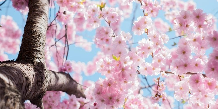 Vista ravvicinata di vivaci fiori di ciliegio rosa completamente fioriti contro un cielo azzurro. I rami sono densamente ricoperti di fiori delicati, creando una scena pittoresca e serena che fa meravigliare: "Quando inizia primavera?" La corteccia dell'albero è visibile in primo piano.