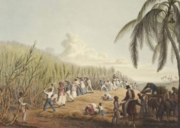 Un'illustrazione storica raffigura un folto gruppo di persone che lavorano in un campo di canna da zucchero, sottolineando la dura realtà della schiavitù moderna. Uomini, donne e bambini vengono mostrati mentre raccolgono e lavorano la canna da zucchero, forse in Portogallo. Sullo sfondo sono visibili alberi e un cielo nuvoloso.