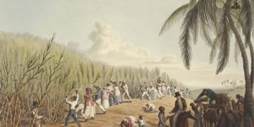 Un'illustrazione storica raffigura un folto gruppo di persone che lavorano in un campo di canna da zucchero, sottolineando la dura realtà della schiavitù moderna. Uomini, donne e bambini vengono mostrati mentre raccolgono e lavorano la canna da zucchero, forse in Portogallo. Sullo sfondo sono visibili alberi e un cielo nuvoloso.