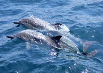 Due delfini che nuotano fianco a fianco nell'oceano limpido e blu vicino a Lisbona. I delfini hanno una pelle liscia e lucida che riflette la luce del sole, creando un effetto scintillante sulla superficie dell'acqua. Entrambi i delfini sono parzialmente sommersi e le loro pinne dorsali sono visibili sopra l'acqua.