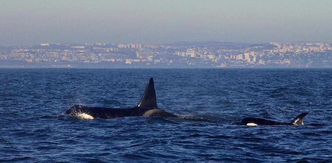 Due orche nuotano vicino alla superficie dell'oceano con un lontano paesaggio urbano visibile sullo sfondo. L'orca più grande mostra la pinna dorsale in modo prominente mentre quella più piccola è parzialmente sommersa. Il cielo è terso, il che suggerisce una giornata tranquilla e conforme alle norme di avvicinamento imbarcazioni orche.