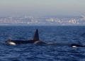Due orche nuotano vicino alla superficie dell'oceano con un lontano paesaggio urbano visibile sullo sfondo. L'orca più grande mostra la pinna dorsale in modo prominente mentre quella più piccola è parzialmente sommersa. Il cielo è terso, il che suggerisce una giornata tranquilla e conforme alle norme di avvicinamento imbarcazioni orche.