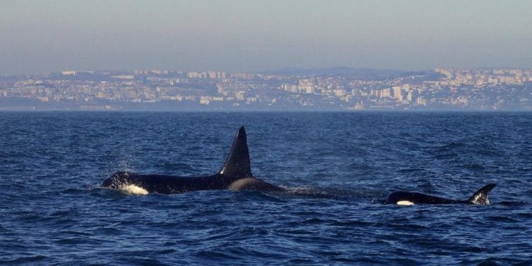 Due orche nuotano vicino alla superficie dell'oceano con un lontano paesaggio urbano visibile sullo sfondo. L'orca più grande mostra la pinna dorsale in modo prominente mentre quella più piccola è parzialmente sommersa. Il cielo è terso, il che suggerisce una giornata tranquilla e conforme alle norme di avvicinamento imbarcazioni orche.