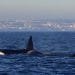 Due orche nuotano vicino alla superficie dell'oceano con un lontano paesaggio urbano visibile sullo sfondo. L'orca più grande mostra la pinna dorsale in modo prominente mentre quella più piccola è parzialmente sommersa. Il cielo è terso, il che suggerisce una giornata tranquilla e conforme alle norme di avvicinamento imbarcazioni orche.
