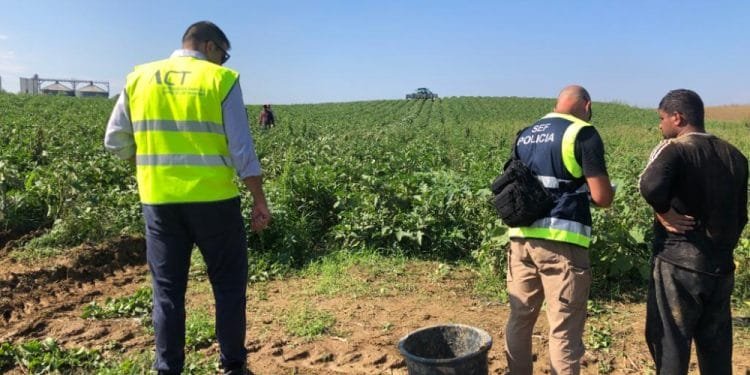 Due uomini con giubbotti ad alta visibilità etichettati "ACT" e "POLICIA" ispezionano un campo con piante verdi, indagando su un possibile caso di Portogallo tratta di esseri umani. Un altro uomo, che indossa abiti da lavoro scuri, si trova nelle vicinanze. Sullo sfondo, sotto un cielo limpido, è visibile un trattore con un secchio nero appoggiato a terra.
