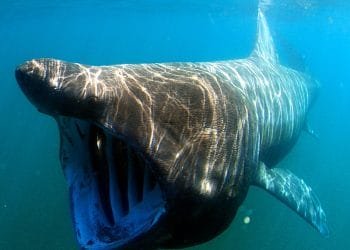 Uno squalo elefante, noto come squalo elefante, nuota sott'acqua con la grande bocca aperta, mostrando le branchie. La pelle dello squalo appare strutturata con motivi di luci e ombre proiettati dal sole attraverso l'acqua a Viana Castelo. L'oceano blu circonda questo gentile gigante.
