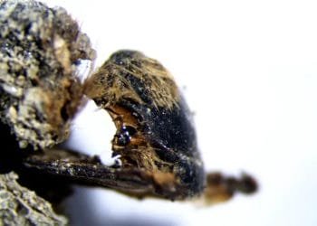 Primo piano di un insetto peloso, forse uno scarabeo, aggrappato a una superficie ruvida. L'insetto, simile a quelli trovati nelle api fossili in Portogallo, ha un esoscheletro scuro e occhi particolarmente grandi. Lo sfondo è bianco, creando un netto contrasto con i colori più scuri dell'insetto.