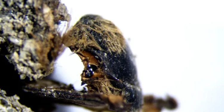 Primo piano di un insetto peloso, forse uno scarabeo, aggrappato a una superficie ruvida. L'insetto, simile a quelli trovati nelle api fossili in Portogallo, ha un esoscheletro scuro e occhi particolarmente grandi. Lo sfondo è bianco, creando un netto contrasto con i colori più scuri dell'insetto.