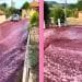 Un'immagine a due pannelli mostra una strada in una zona rurale inondata di liquido rosso, simile a un fiume vino rosso. Il pannello di sinistra mostra un'auto bianca parcheggiata in strada, mentre il pannello di destra si concentra sull'intenso flusso del liquido. Sullo sfondo si vedono case, recinzioni e vegetazione.