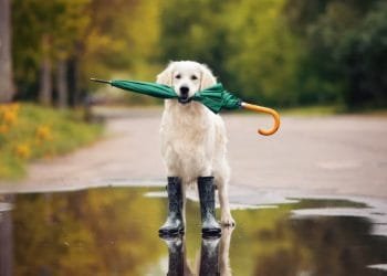 Un golden retriever si trova in una pozzanghera su una strada, con in bocca un ombrello verde con il manico arancione. Il cane indossa stivali da pioggia verdi sulle zampe anteriori. Lo sfondo presenta una vegetazione sfocata, forse alludendo alle previsioni di un'app meteo che mostra un'elevata percentuale di pioggia.