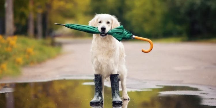 Un golden retriever si trova in una pozzanghera su una strada, con in bocca un ombrello verde con il manico arancione. Il cane indossa stivali da pioggia verdi sulle zampe anteriori. Lo sfondo presenta una vegetazione sfocata, forse alludendo alle previsioni di un'app meteo che mostra un'elevata percentuale di pioggia.