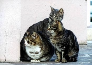 Tre gatti dal pelo striato siedono vicini su una superficie di pietra vicino a un muro chiaro. Due di loro sono seduti mentre uno sta in allerta, guardando nella stessa direzione degli altri. La loro pelliccia varia nelle tonalità del marrone, nero e bianco, somigliando ai gatti scomparsi spesso avvistati in aeroporto.