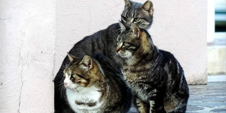 Tre gatti dal pelo striato siedono vicini su una superficie di pietra vicino a un muro chiaro. Due di loro sono seduti mentre uno sta in allerta, guardando nella stessa direzione degli altri. La loro pelliccia varia nelle tonalità del marrone, nero e bianco, somigliando ai gatti scomparsi spesso avvistati in aeroporto.