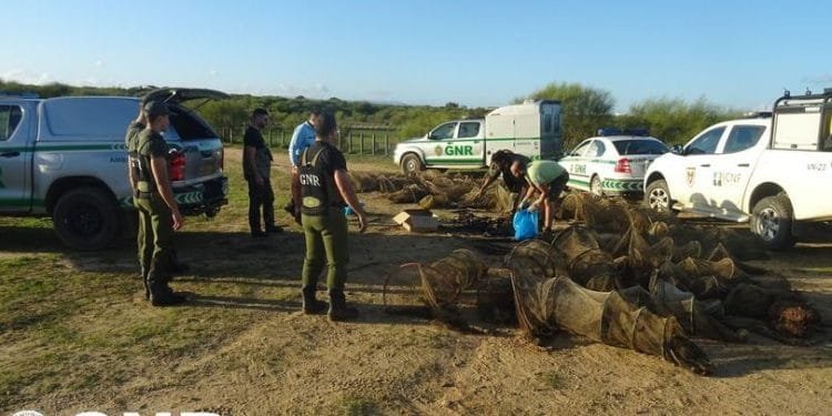 Un gruppo di agenti in uniforme della Guarda Nacional Republicana (GNR) ispeziona diverse grandi reti stese a terra, destinate alla pesca illegale in Algarve. Sono circondati da veicoli GNR in una zona rurale sotto un cielo limpido.