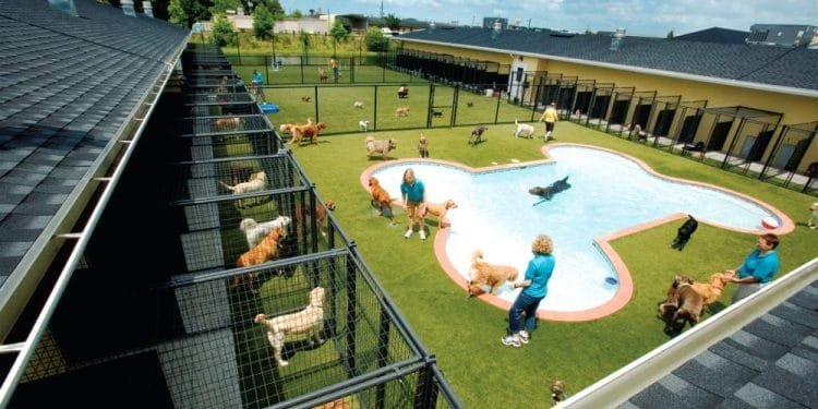 Un grande asilo nido per cani all'aperto con più aree giochi recintate. Molti cani giocano sull'erba e nuotano in una piscina a forma di osso. Diversi membri dello staff in camicia blu stanno supervisionando i cani in questa pensione cani in Portogallo. La struttura ha edifici lunghi e un cielo luminoso e soleggiato.