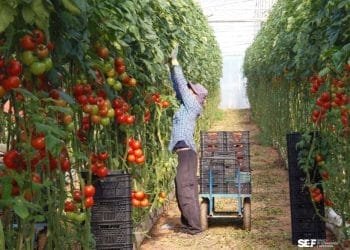 Una persona con cappello e camicia a quadri si allunga per curare alte piante di pomodoro in una serra, che ricorda le abbondanti scene agricole del Portogallo. Accanto a loro c'è un carro con casse nere vuote, con altre casse posizionate tra filari di lussureggianti vitigni carichi di pomodori rossi. Il tetto della serra è visibile sopra.