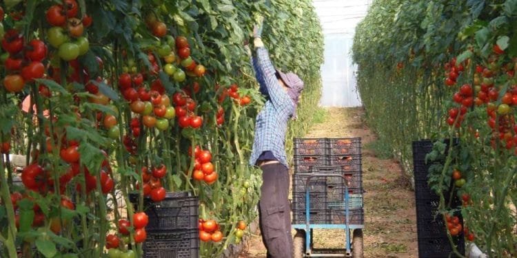 Una persona con cappello e camicia a quadri si allunga per curare alte piante di pomodoro in una serra, che ricorda le abbondanti scene agricole del Portogallo. Accanto a loro c'è un carro con casse nere vuote, con altre casse posizionate tra filari di lussureggianti vitigni carichi di pomodori rossi. Il tetto della serra è visibile sopra.