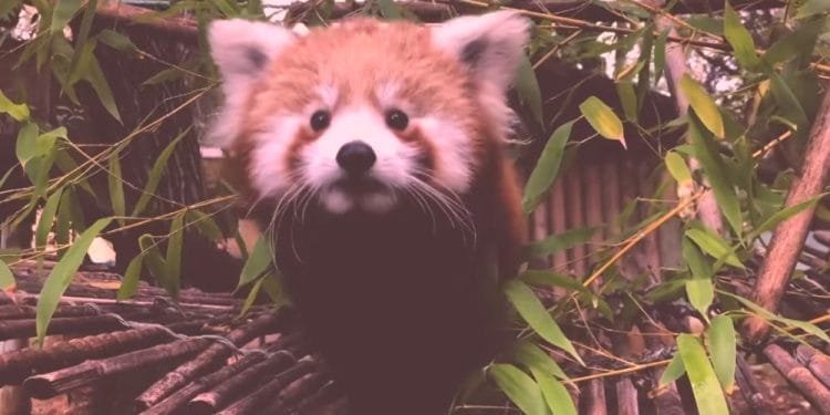 Un panda rosso con pelo soffice e macchie bianche sul muso è appollaiato su una superficie di legno circondata da rami frondosi di bambù. Lo sfondo è leggermente sfocato, mettendo a fuoco la curiosa espressione del panda rosso, un'incantevole nuova aggiunta allo zoo di Lisbona.