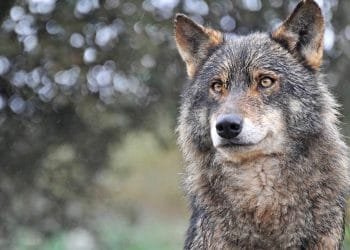 Primo piano di un lupo iberico con pelliccia grigio-marrone e occhi gialli penetranti. Lo sfondo è sfocato con un mix di verdi scuri e bianchi, che probabilmente indicano alberi in Portogallo. L'espressione del lupo appare calma e vigile.