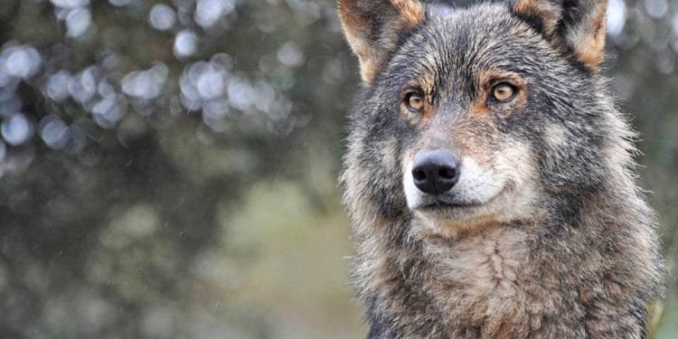 Primo piano di un lupo iberico con pelliccia grigio-marrone e occhi gialli penetranti. Lo sfondo è sfocato con un mix di verdi scuri e bianchi, che probabilmente indicano alberi in Portogallo. L'espressione del lupo appare calma e vigile.