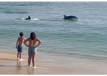 Due bambini stanno su una spiaggia sabbiosa in Portogallo, guardando due delfini nuotare vicino alla riva nelle calme acque dell'oceano. Il ragazzo è a torso nudo con il costume da bagno, mentre la ragazza indossa un costume da bagno con pantaloncini, le mani sui fianchi. La scena serena cattura la loro gioia nel vedere i delfini.