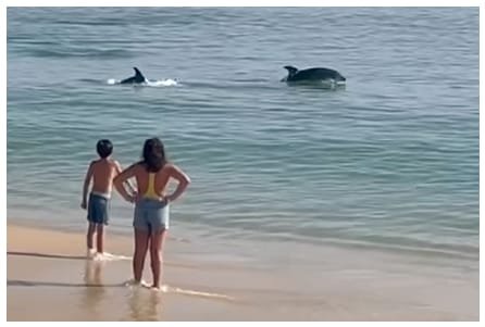 Due bambini stanno su una spiaggia sabbiosa in Portogallo, guardando due delfini nuotare vicino alla riva nelle calme acque dell'oceano. Il ragazzo è a torso nudo con il costume da bagno, mentre la ragazza indossa un costume da bagno con pantaloncini, le mani sui fianchi. La scena serena cattura la loro gioia nel vedere i delfini.