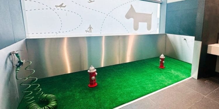 Un'area di soccorso per animali domestici all'interno dell'aeroporto di Lisbona con erba verde artificiale, due idranti rossi e un tubo a spirale. La parete di fondo ha un pannello in acciaio inossidabile e una finestra decorativa con i contorni di un cane, un aeroplano e una persona che porta a spasso un cane. Perfetto per le tue esigenze canine.