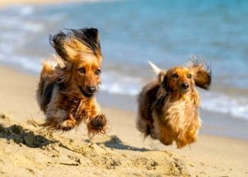 Due bassotti a pelo lungo corrono allegramente lungo una spiaggia di canne sabbiose in Portogallo con l'oceano sullo sfondo. Le loro orecchie e la pelliccia sbattono al vento mentre balzano in avanti, catturando un momento di giocosa energia e felicità in riva al mare.