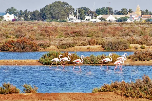 Un gruppo di fenicotteri guada acque del parco naturale della Ria Formosa in Algarve circondate da vegetazione paludosa. Sullo sfondo, alberi ed edifici distanti sotto un cielo limpido contribuiscono a creare una scena serena. Mettendo in risalto le loro piume rosa e bianche e le gambe lunghe e snelle.