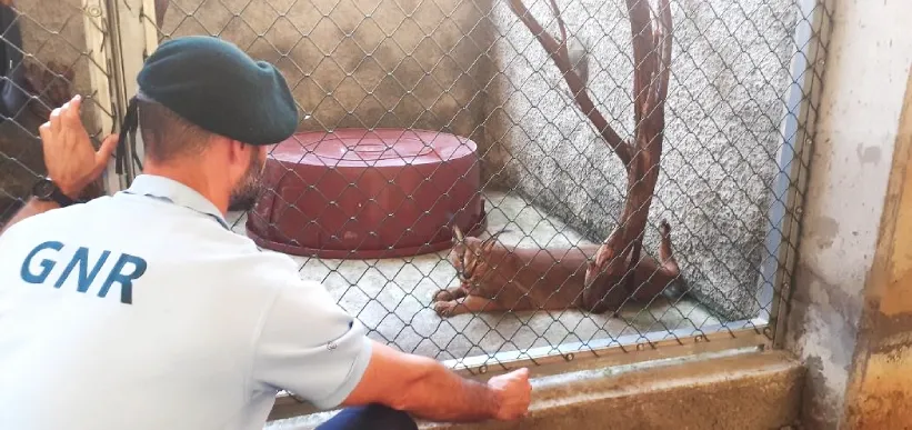 Un agente della GNR in uniforme si china vicino a una gabbia mostra la lince del deserto cresciuta come animale domestico. All'interno, un caracal, detto anche lince del deserto, con le orecchie a punta e il mantello bruno-rossastro, giace a terra,  e osservando la scena.