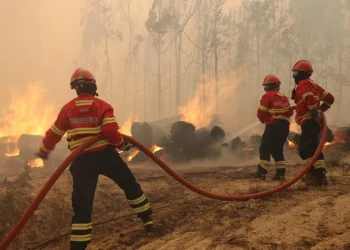 Tre pompieri in uniformi e caschi rossi e gialli lavorano per spegnere un incendio scoppiato a Madeira lo scorso 14 agosto. Stanno usando delle manichette per spruzzare acqua su tronchi e vegetazione in fiamme, circondati da fumo e fiamme. La scena rispecchia l'intensità dell'incendio rendendo la situazione ancora più critica.
