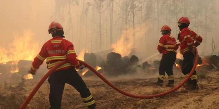 Tre pompieri in uniformi e caschi rossi e gialli lavorano per spegnere un incendio scoppiato a Madeira lo scorso 14 agosto. Stanno usando delle manichette per spruzzare acqua su tronchi e vegetazione in fiamme, circondati da fumo e fiamme. La scena rispecchia l'intensità dell'incendio rendendo la situazione ancora più critica.