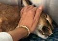 La mano della proprietaria, accarezza dolcemente Bores la lince del deserto morta dopo il sequestro da parte delle autorità a Madeira. L'animale con il pelo marrone e macchie nere sul muso, era una Lince del Deserto addomesticata.