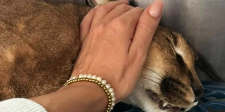 La mano della proprietaria, accarezza dolcemente Bores la lince del deserto morta dopo il sequestro da parte delle autorità a Madeira. L'animale con il pelo marrone e macchie nere sul muso, era una Lince del Deserto addomesticata.